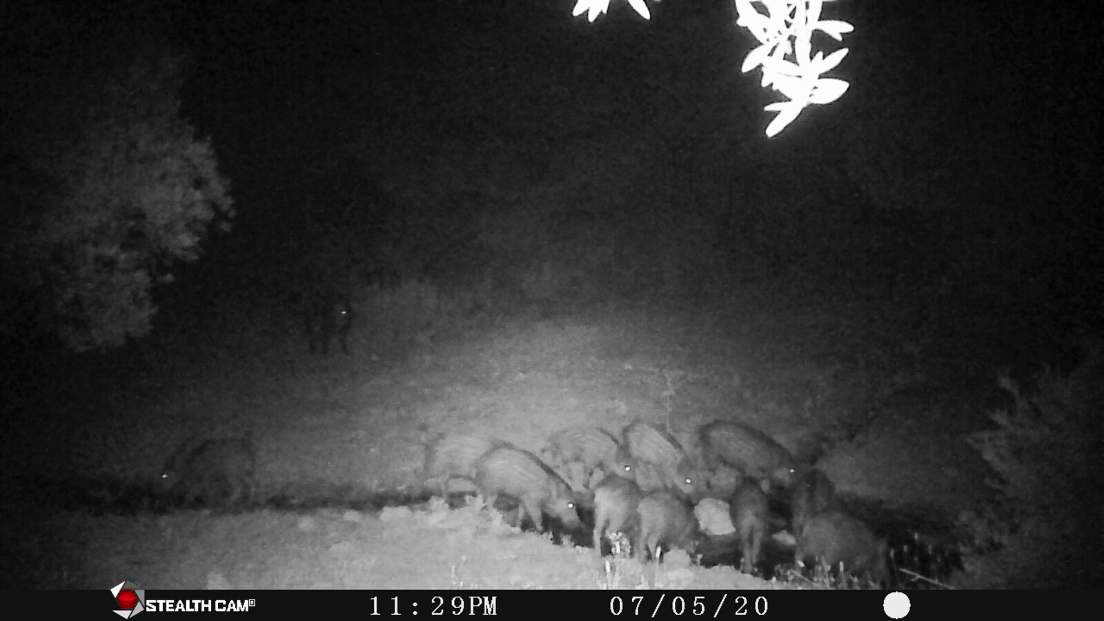 återväxt vid vattenkällan.JPG