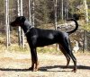dobermanwiki.jpg