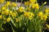 daffodils.jpg