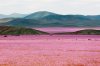 Atacama desert2015Chile.jpg