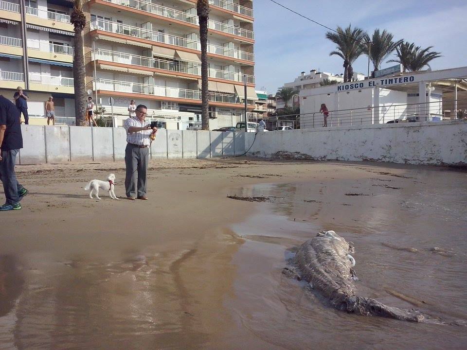 tiburon_i_torre.jpg